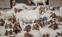 Anaç koyun keçi destek ödemeleri bugün başlıyor