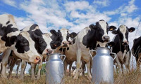 Süt üreticilerine 184 milyon destek