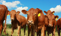 Et, süt üreticisinden ‘halk sağlığı’ çağrısı