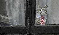 Assange'dan sonra bu kez kedi James 'casuslukla' suçlandı