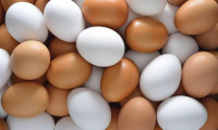 Yumurta hakkında önemli iddia: Aslında fark yokmuş