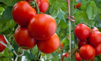 Rusya'dan domates alımı için et şartı