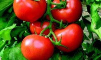 Rusya, 51 ton güveli domatesi Türkiye'ye iade etti