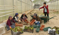 Hakkarili kadınlar organik tarım evi açtı