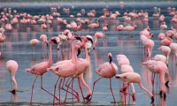 Tuz Gölü flamingo show