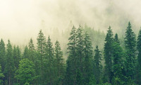 Dünya ormanları 4 milyar hektara geriledi