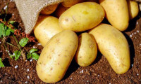 Türkiye patates üretiminde dünyada ilk 10'da