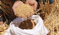 Türkiye, buğdayda kurak seneler için hazırlık yapmalı