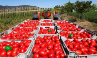 Rusya'da bu yıl domates ve salatalık hasadında rekor beklentisi