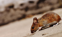 Hollanda, benzeri görülmemiş bir fare ve sıçan saldırısıyla karşı karşıya