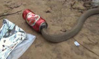 Susuz kalan kobra yılanı boş bira kutusuna sıkıştı