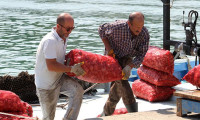 Balıkçılar salyangoz avcılığına yöneldi
