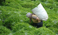 ÇAYKUR, özel sektöre çay satışına başladı