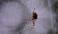 Avustralya'da zehirli örümcek alarmı