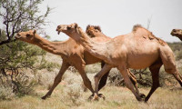 Avustralya'da deve katliamına atlar da dahil edildi!
