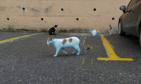 Küçükçekmece'de mavi kediler görenleri korkuttu!