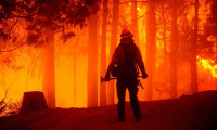 California'daki orman yangınlarında rekor düzeyde alan yandı