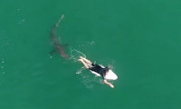 Drone görüntülerini izleyince şoke oldu! Köpekbalığı...