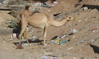 Dubai’de yüzlerce deve plastik kirliliği nedeniyle acı çekerek öldü