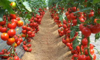 Rusya domates ithalatını artırdı