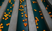 Rusya'ya en çok mandarin ihraç edildi