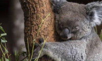 Avustralya'da kereste için onlarca koala öldürüldü