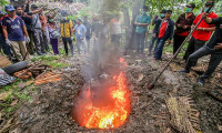 Endonezya'da salgını önlemek için yarasalar itlaf edildi