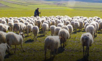 Çoban desteği ödemeleri bugün gerçekleştirilecek