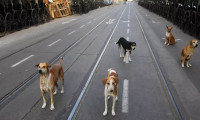 Korona virüs ile ilgili yeni iddia: Sokak köpekleri başlattı!