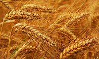 Rusya tahıl ihracatını 1 Temmuz’a kadar askıya aldı