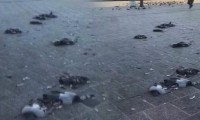 İstanbul'da bir sürücü onlarca güvercini ezerek öldürdü