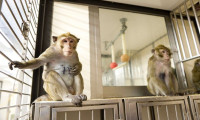 Oxford Üniversitesi’nin korona aşısı maymunlar üzerinde sadece 2 ay koruma sağladı