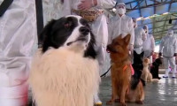  İran'da köpekler korona virüs taşıyan hastaları tespit etmek için eğitiliyor