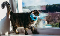 Rusya'da bir kedide korona virüs tespit edildi