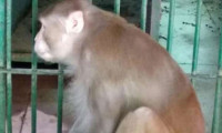 Bir kişiyi öldüren alkolik maymuna müebbet hapis