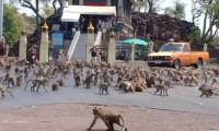 Tayland'da bir kentin kontrolü maymunların eline geçti