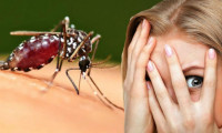 ABD'de yapılan araştırma Kovid-19'un sivrisinekler yoluyla bulaşamayacağını doğruladı