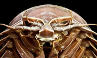 Deniz hamam böceği