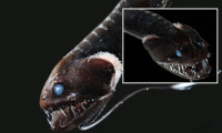 Bilim insanları okyanusların en siyah balığının görünmezlik yeteneğine ışık tuttu