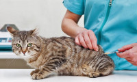 Kedi ilacı insanlarda Kovid-19 tedavisinde kullanılabilir