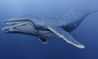 Yolunu şaşıran balina timsah nehrine girdi
