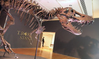 67 milyon yaşındaki dinozor iskeleti açık artırmayla satılacak