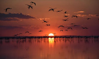  Tuz Gölü'ndeki misafir flamingoların göçü başladı