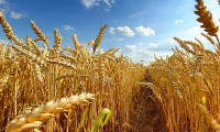 Rusya, yerli üreticileri desteklemek için tahıl ihracat vergisini artırıyor