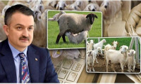 Bakan Pakdemirli'den koyun ve keçi yetiştiricilerine destek müjdesi