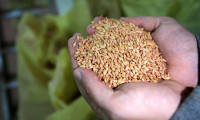Trakya'dan Azerbaycan'a yerli tohum ihracatı