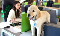 Ofise dönüşte yeni engel: Evcil hayvanlar
