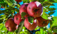 Çiftçiden elma isyanı