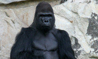 Goriller de sosyal mesafeyle salgından korunuyor