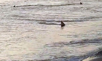 Muğla'da kıyıya 3 metre mesafede köpek balıkları görüntülendi